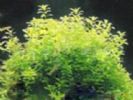Trberculate Speranskia Herb